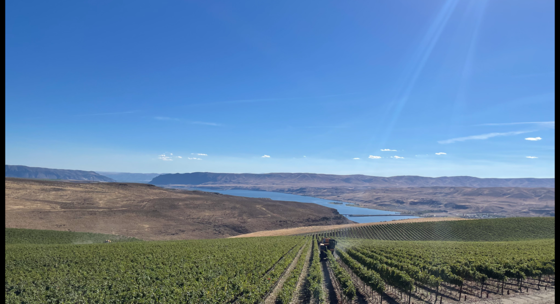 A sunbeam glistens over a green vineyard of red wine grapes near a river in Vantage, Washington.