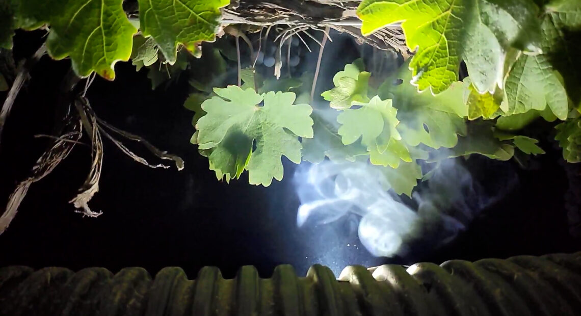 A plume of smoke comes up from a grey tube into a grape canopy lit up with light.