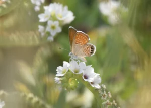 One of the first photos Chris Lindsey took this fall of a Western pygmy blue butterfly in Washington.