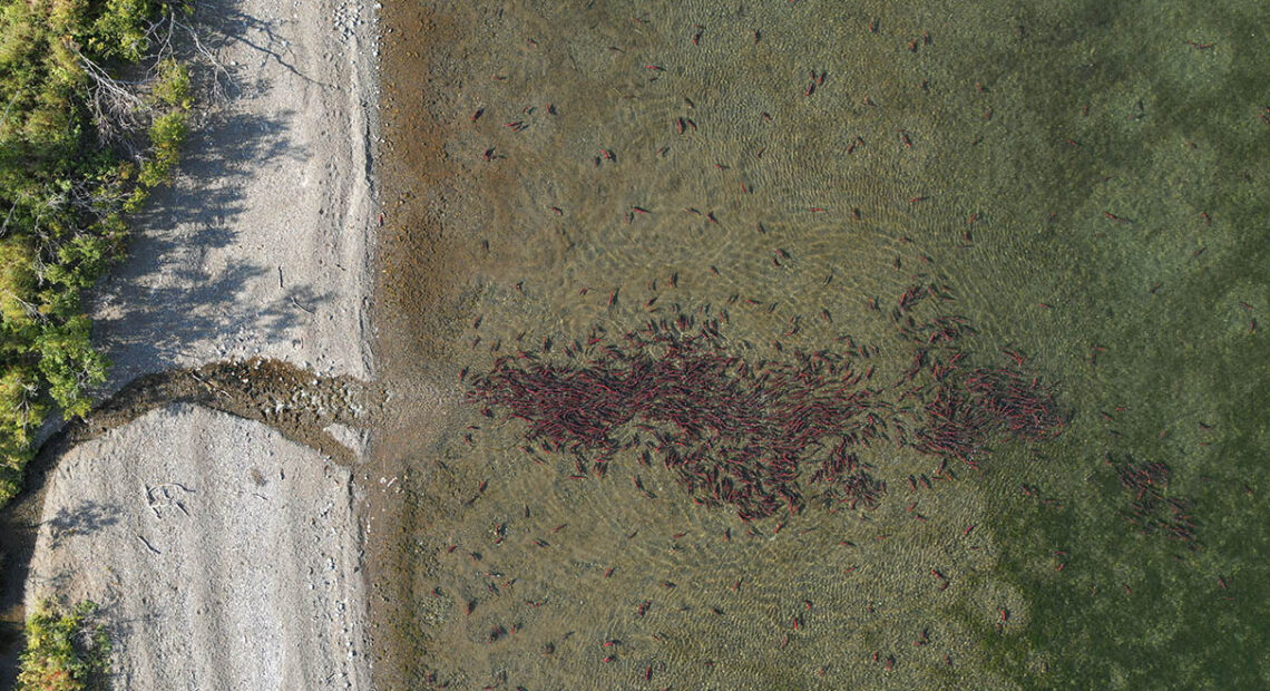 a pile of red salmon gather in green water