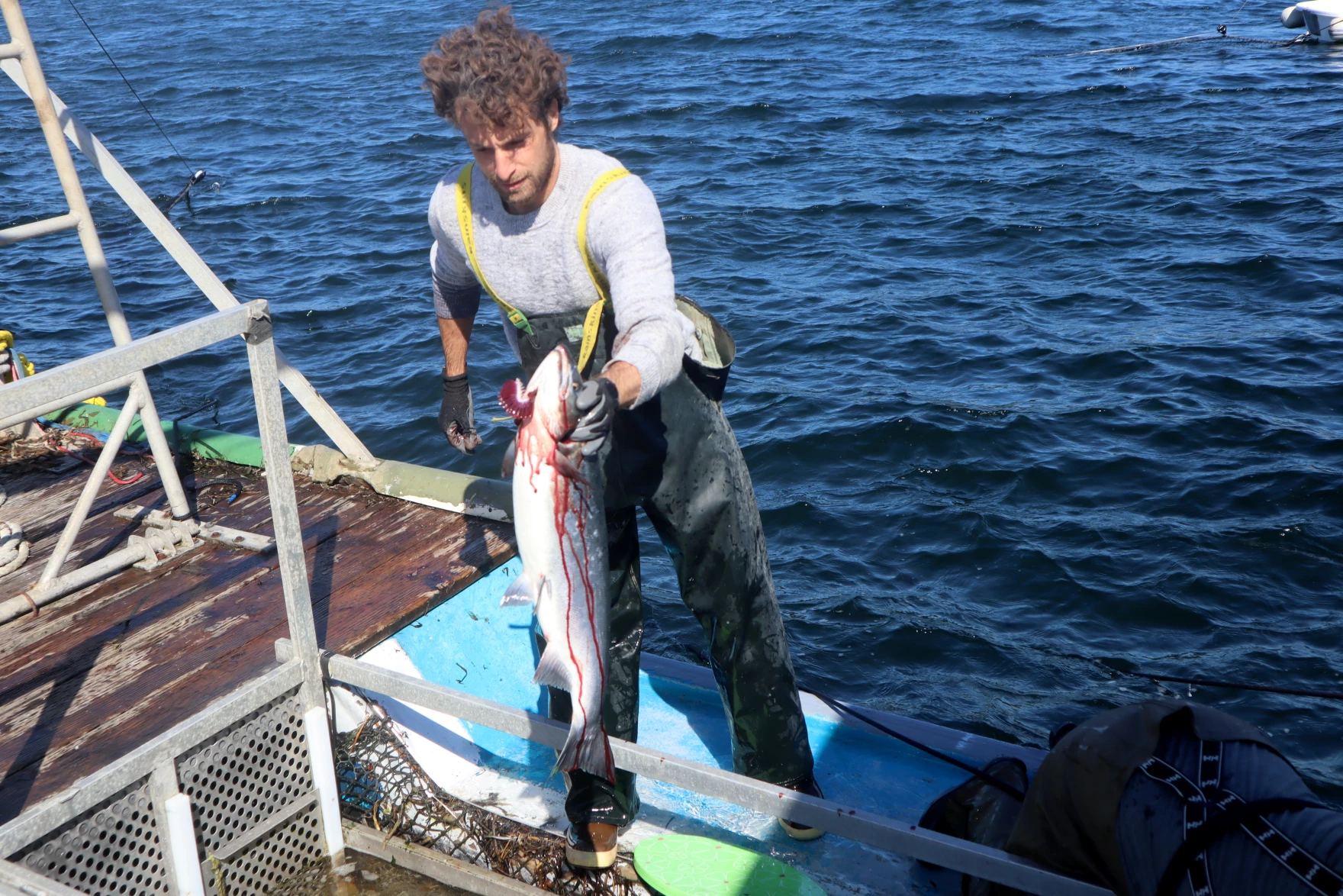 Reefnet crewmember Matthew King slit the gills of freshly caught salmon so they bled out for optimal quality before hitting the ice