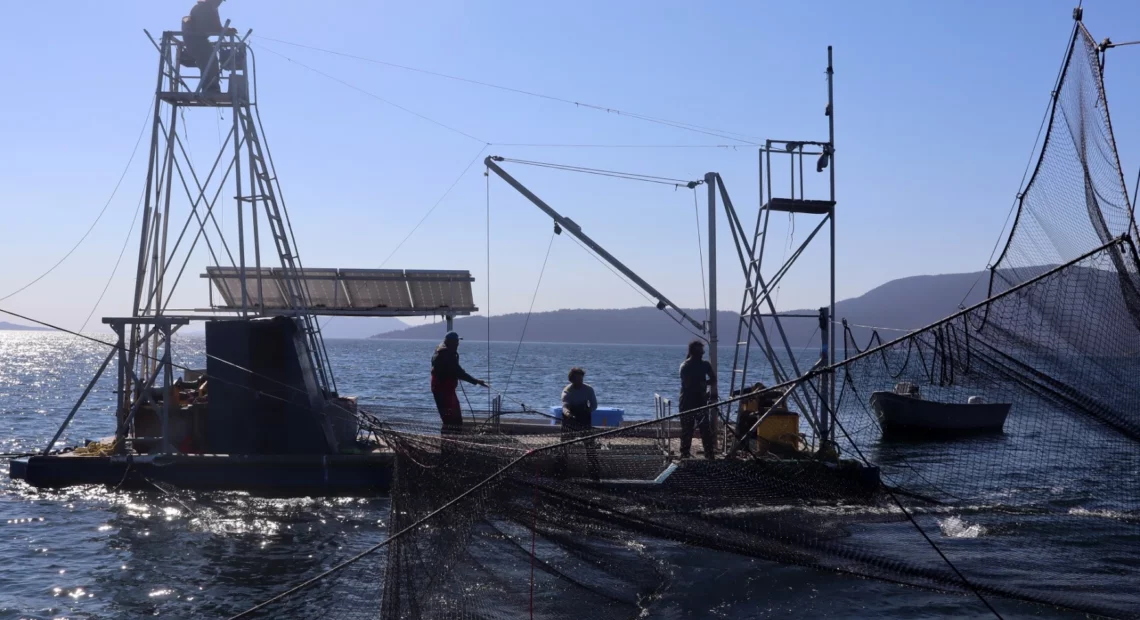 Riley Starks, on spotter tower, and his reefnet fishing crew harvested coho salmon in September off Lummi Island, Washington