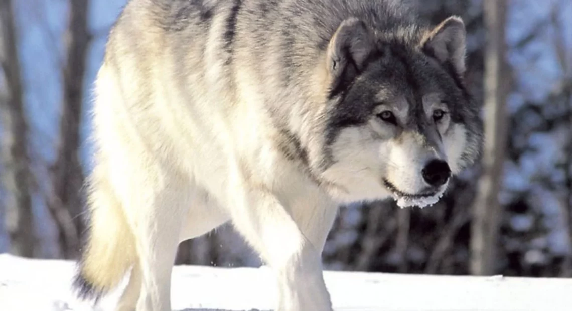 The Washington Department of Fish and Wildlife is asking for the public’s help to find who poisoned six wolves in northeastern Washington.