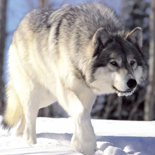 The Washington Department of Fish and Wildlife is asking for the public’s help to find who poisoned six wolves in northeastern Washington.