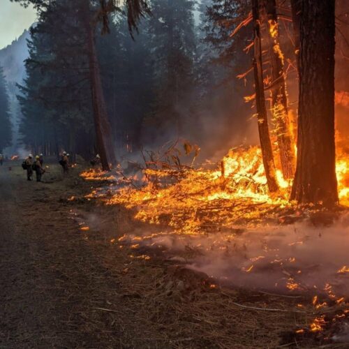 Firefighters stand in the distance with drip torches along a road surrounded by trees. A fire burns in the foreground of the picture. It's climbing up some smaller trees.