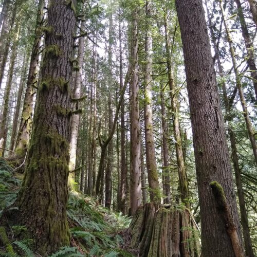 Part of the Box of Rain timber sale that the Washington State Department of Natural Resources approved to go to auction in December.