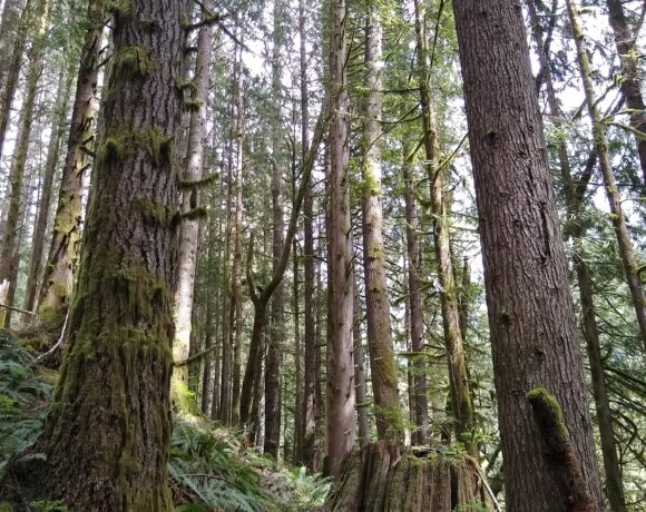 Part of the Box of Rain timber sale that the Washington State Department of Natural Resources approved to go to auction in December.