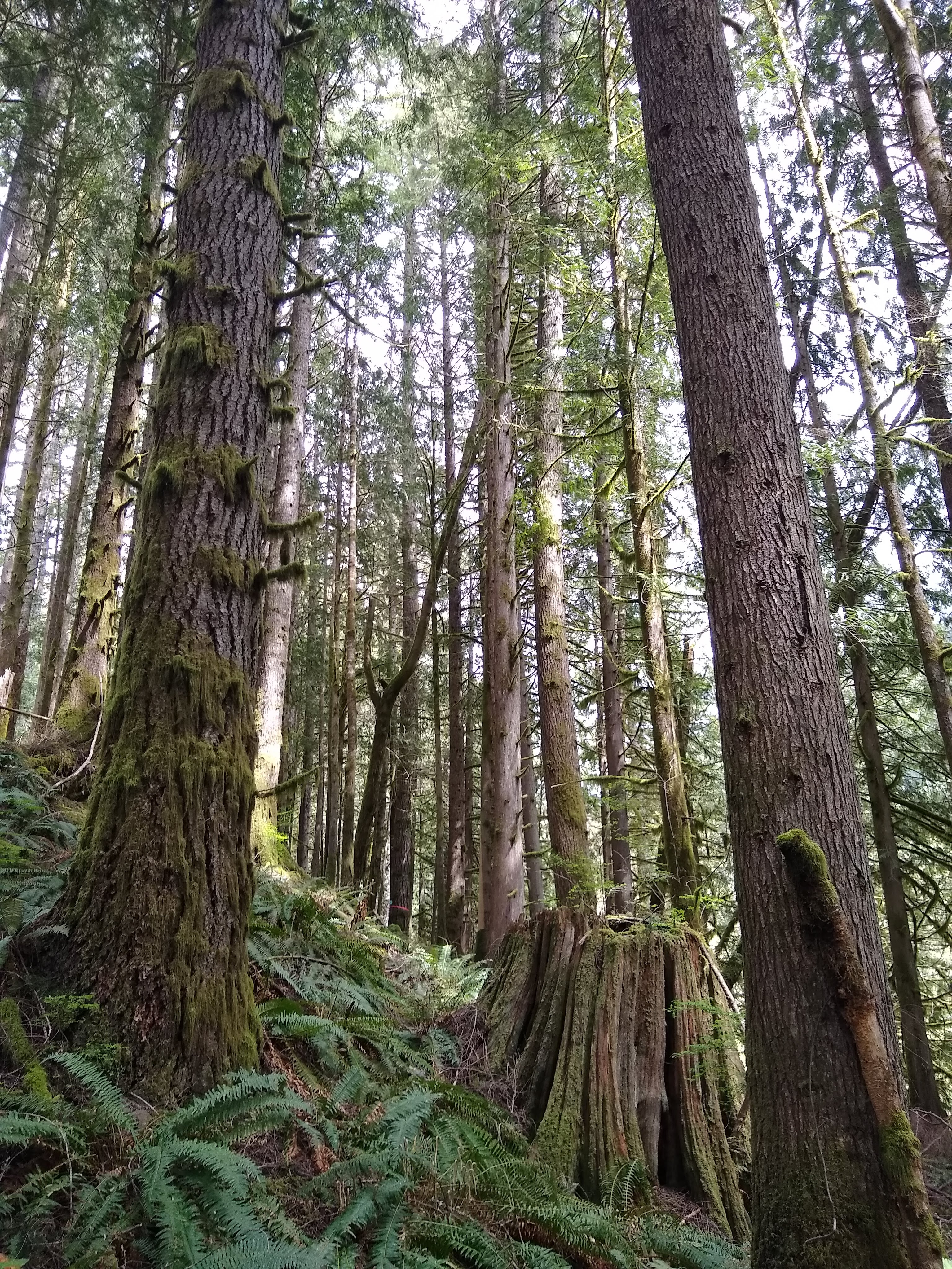 Part of the Box of Rain timber sale that the Washington State Department of Natural Resources approved to go to auction in December.