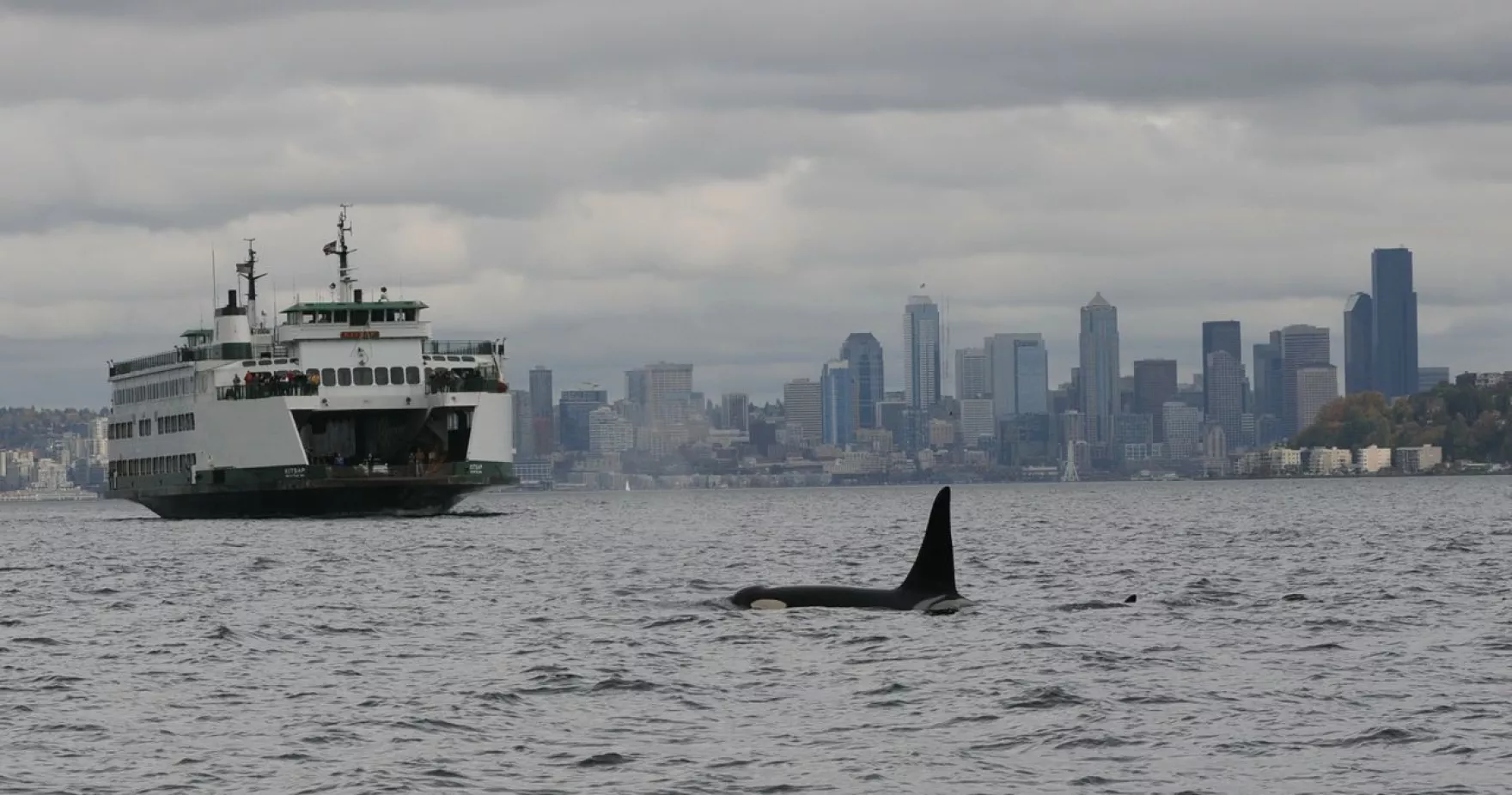 Washington State Ferries personnel are the top contributors of whale sightings in Washington waters to the Whale Report Alert System.