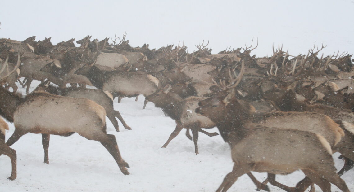 A herd of elk run through snow.