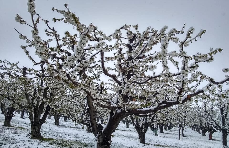 An apple tree covered in snow.