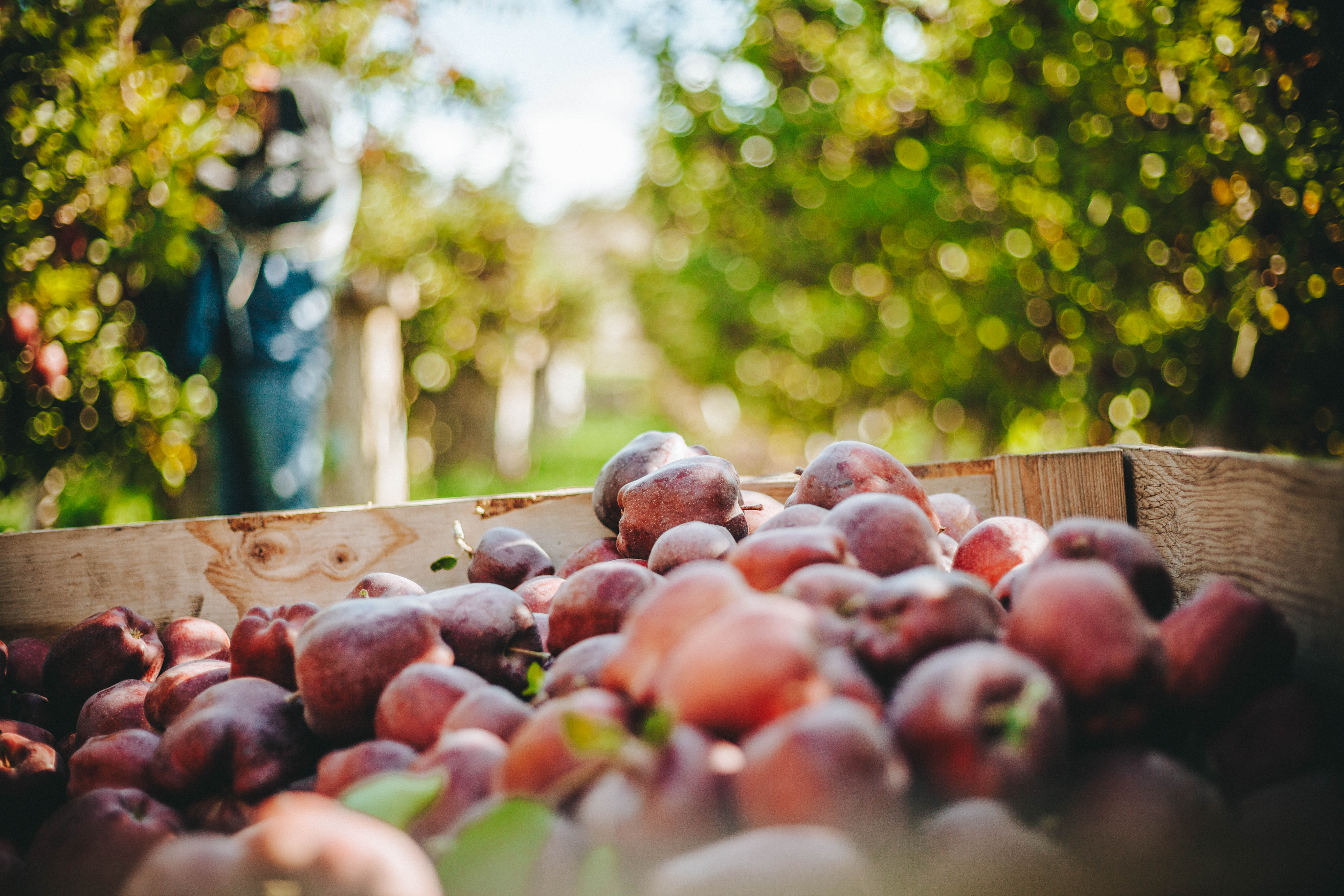 Red Delicious apples wait to be hauled out of a Cowiche, Washington orchard by workers during harvest. Red Delicious growers have been under pressure lately with one of their top export markets – India – mostly shut down because of high tariffs