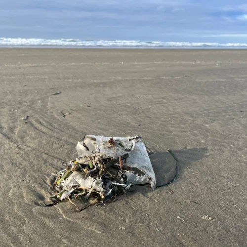 This decaying plastic litter on the beach at Newport, Oregon, is on its way to becoming microplastic pollution