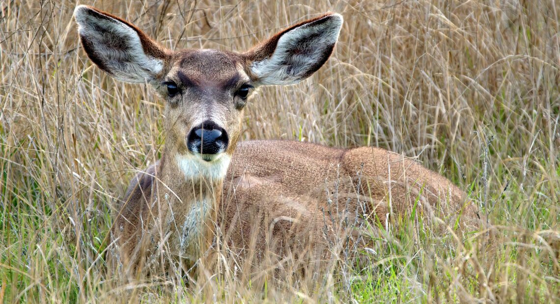 A brown deer with large ears lined in white, velvety fur lies down in green and brown grasses. Its nose is glossy and its looking directly at the camera with big, dark black eyes.