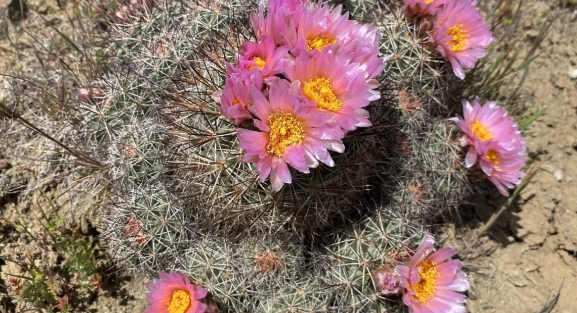 A Columbia Plateau cactus, aka basalt cactus, pictured growing near Mitchell in eastern Oregon in 2021. This native Northwest cactus species could soon be the official cactus of Washington state.