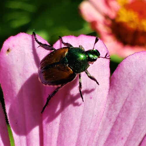 Adult Japanese beetles can take plants like roses, grapes or hops down to the nubs quickly if infested. The beetle comes from Asia, and doesn’t have many predators in Oregon and Washington