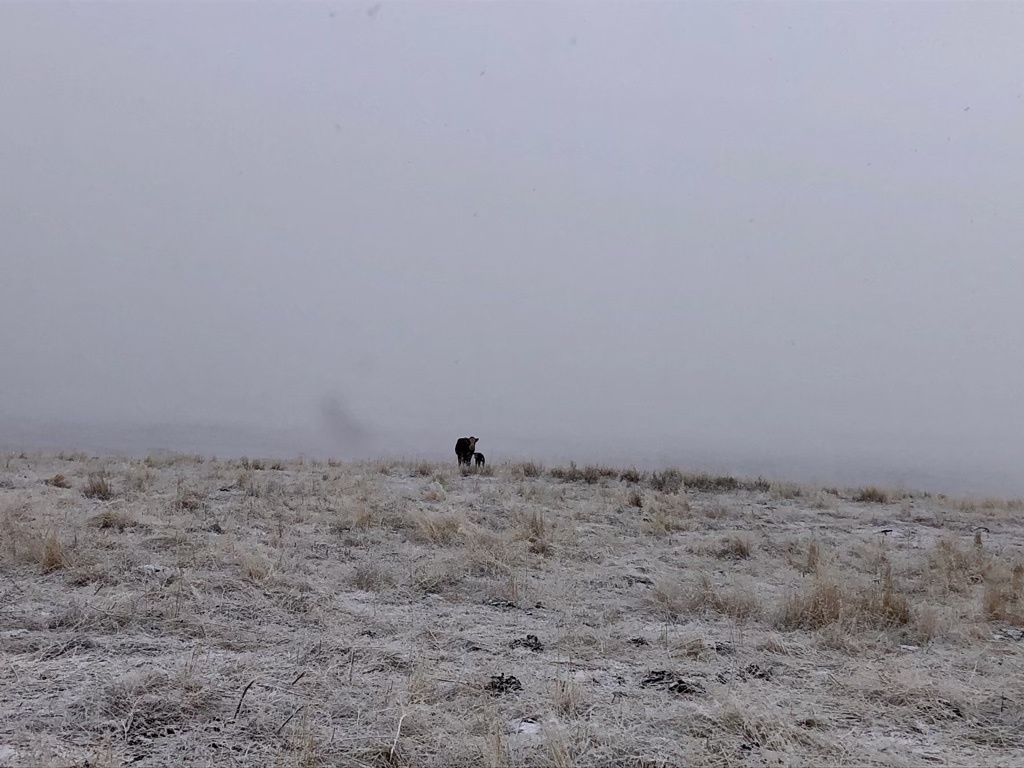 Mother cows tend to seek out privacy in a remote location to calve so the newborns aren’t stepped on by the rest of the herd. But with weather so tough, many ranchers have to keep the cows and first-time heifers close