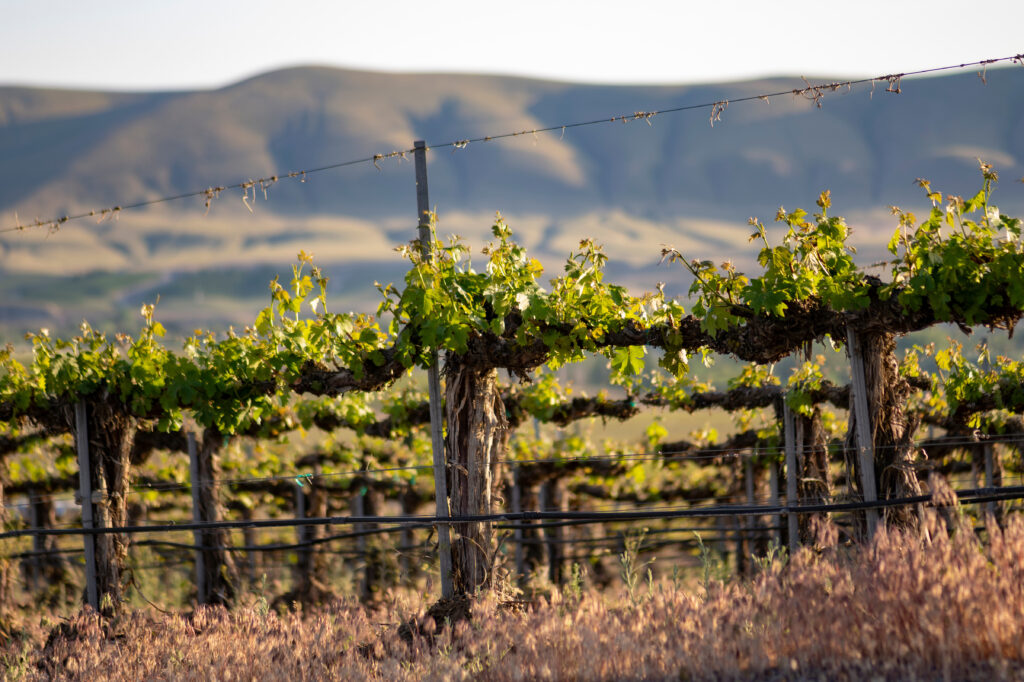 Green vines with brown roots can be seen with a faded mountain in the background. 