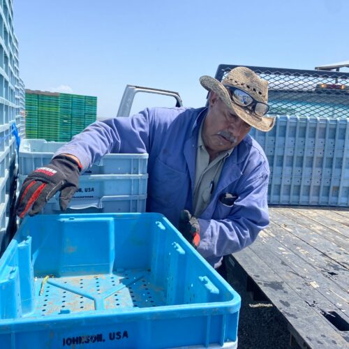 Celestino Mendoza, 68, of Kennewick, says it’s been a lot of work to harvest a giant push of asparagus with the record-warm spring weather across much of the Northwest