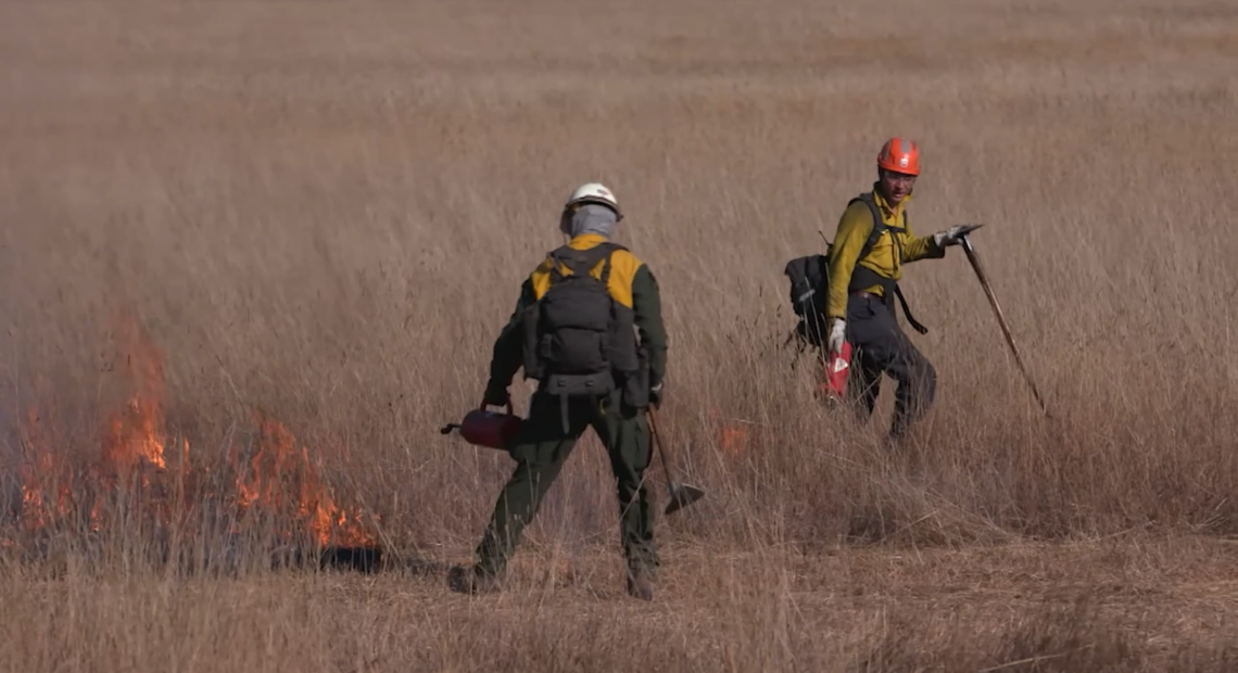 Two fire managers dressed in heavy green and yellow clothes with helmets walk through the brushy grasslands, setting fires with red drip torches.