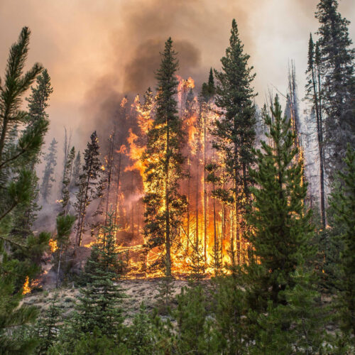 A bright orange fire erupts on evergreen trees in a McCall Idaho forest.