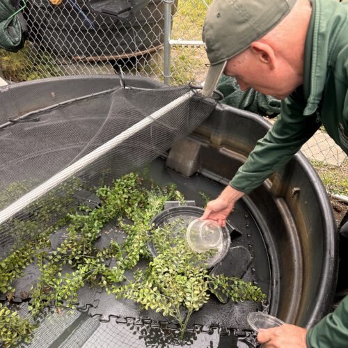 Assistant Curator Dave Meadows feeds the northern leopard frogs their daily diet of crickets. (Credit: Lauren Gallup / NWPB)