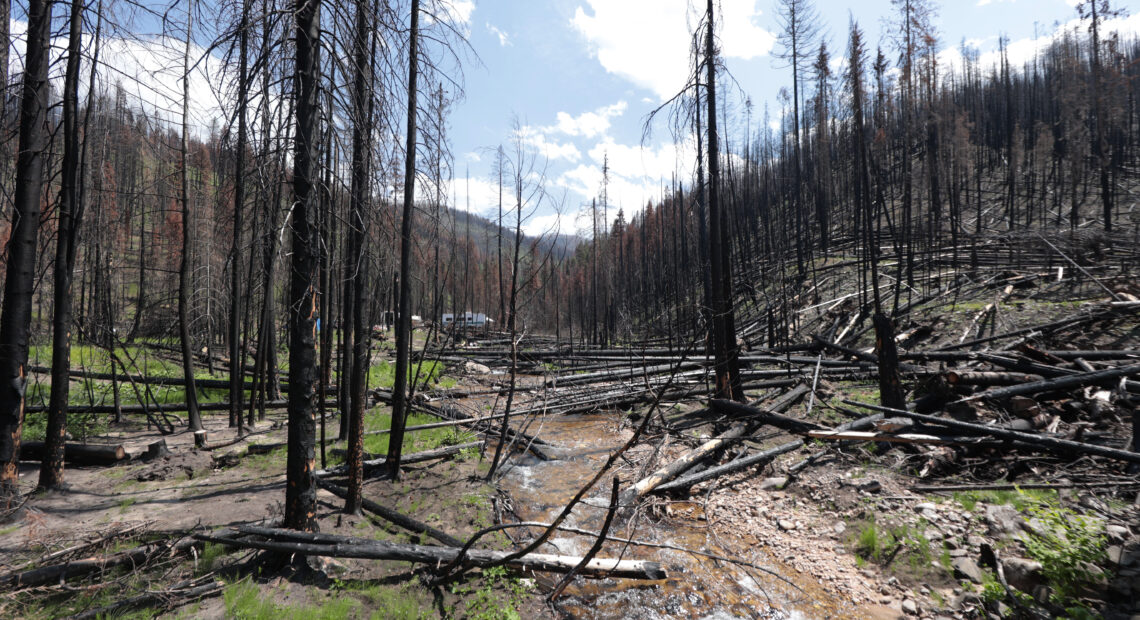 A creek flows centered by rows of black trees burned by a fire.