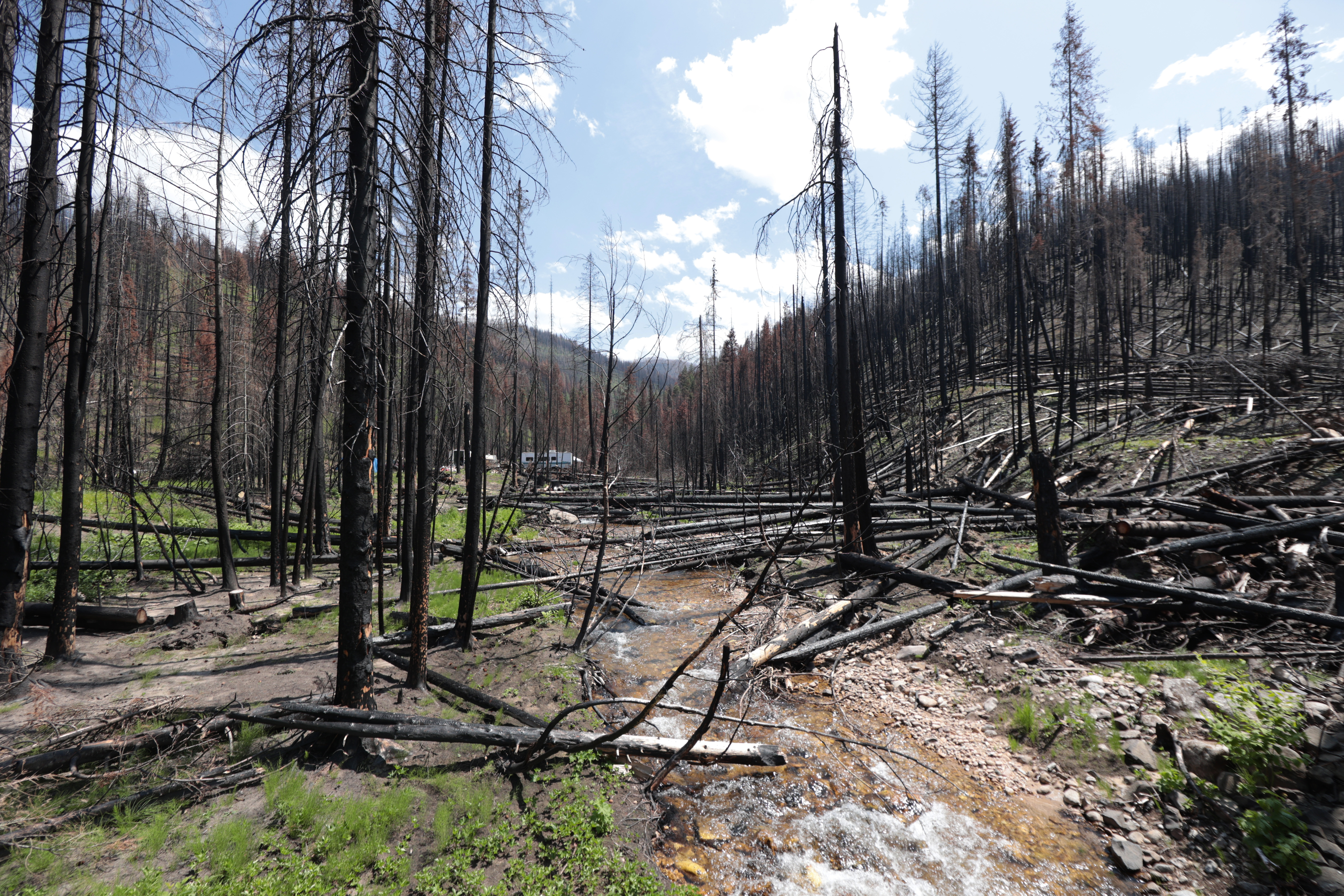 A creek flows centered by rows of black trees burned by a fire.