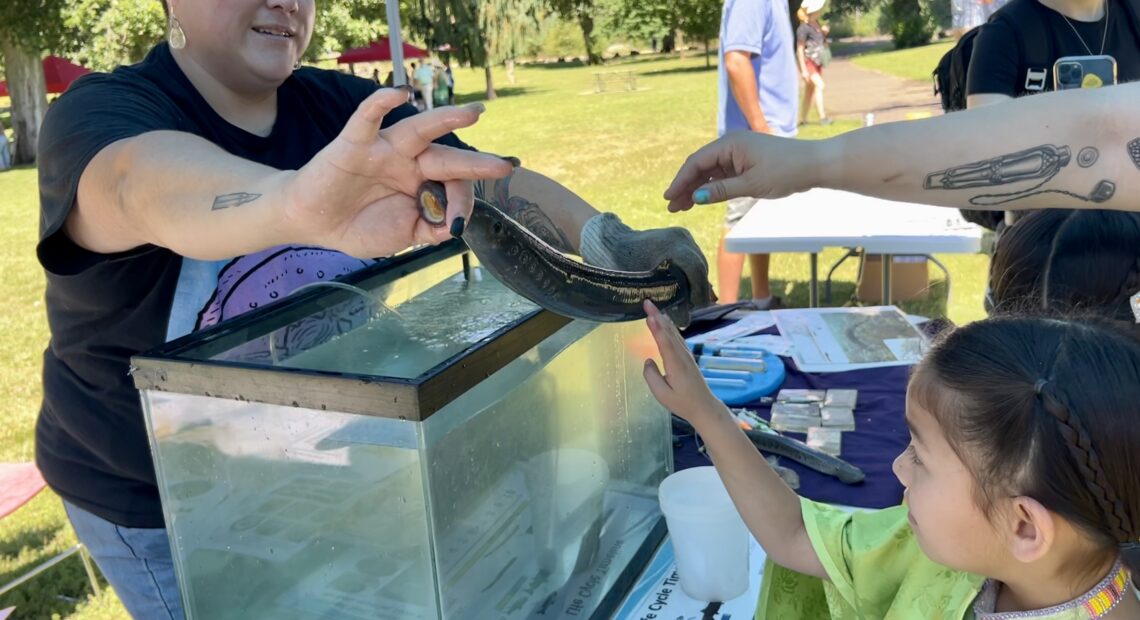 Yakama Nation biologist Dave’y Lumley shows Aleeyah McJoe, 7, an adult lamprey at the Yakama Nation's Willamette Falls Lamprey Celebration. (Credit: Courtney Flatt.)