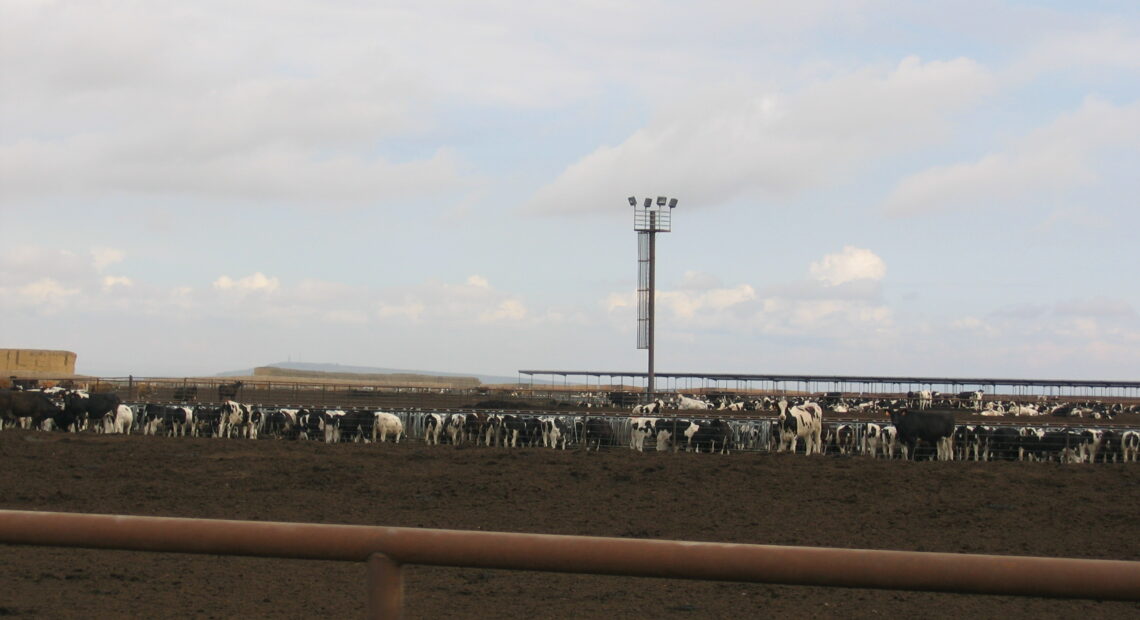 Holstein dairy cattle loaf in their pens at Threemile Canyon Farms. New regulations adopted by Oregon seek to tighten cattle watering regulations. (Photo: Courtesy of Friends of Family Farmers.)