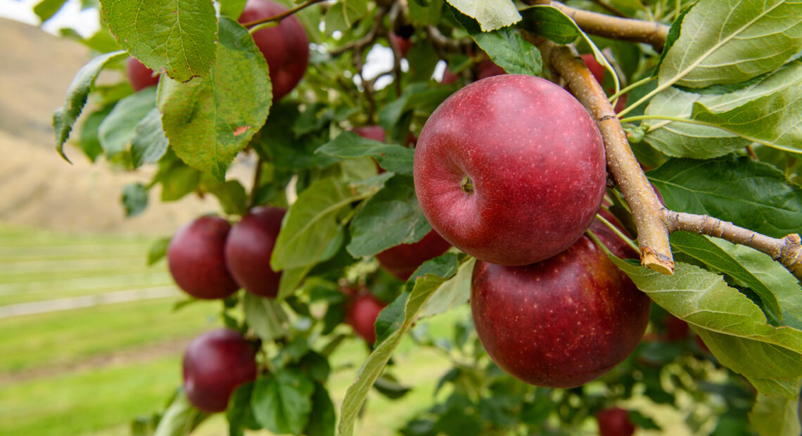 Bright red Cosmic Crisp apples hang from a tree in Wenatchee, Washington.