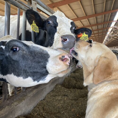 Maple, the 7-year-old yellow lab, takes a swift lick on a couple of milkers near Sunnyside, Washington.