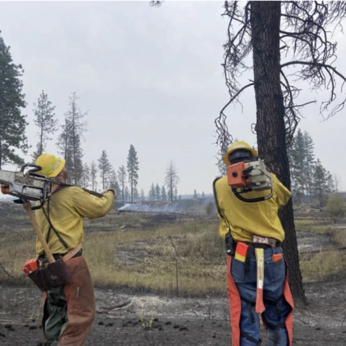 Two firefighters face away from camera looking up at tree. They each hold large chainsaws and are dressed in long yellow sleeves, jeans and hardhats. In the distant background, smoke can be seen rising above black ground in front of scattered pine trees.