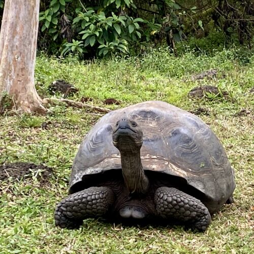 A green giant tortoise is in the middle of the picture. It’s sticking it’s neck far out of its shell. It’s standing in green grass and surrounded by green bushes. On the left hand side of the picture, there is a white tree trunk.