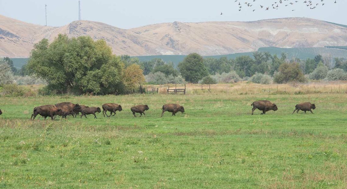 Yakama Bison Herd