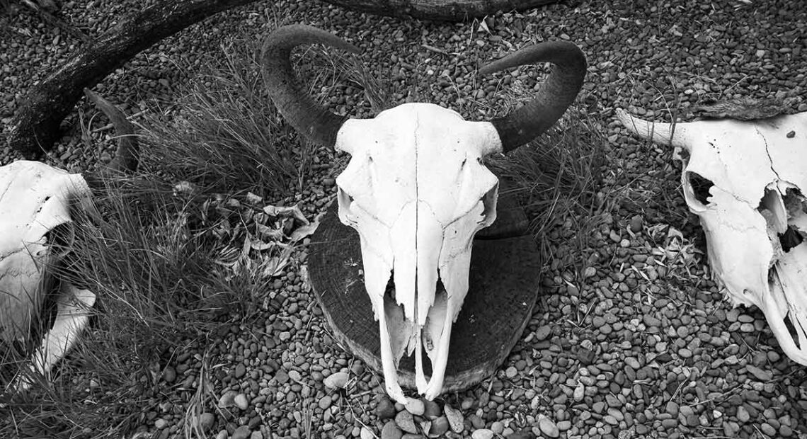 Bison Skull