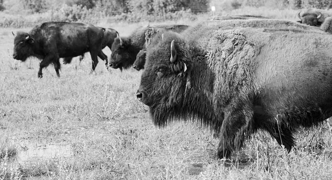 Bison Herd