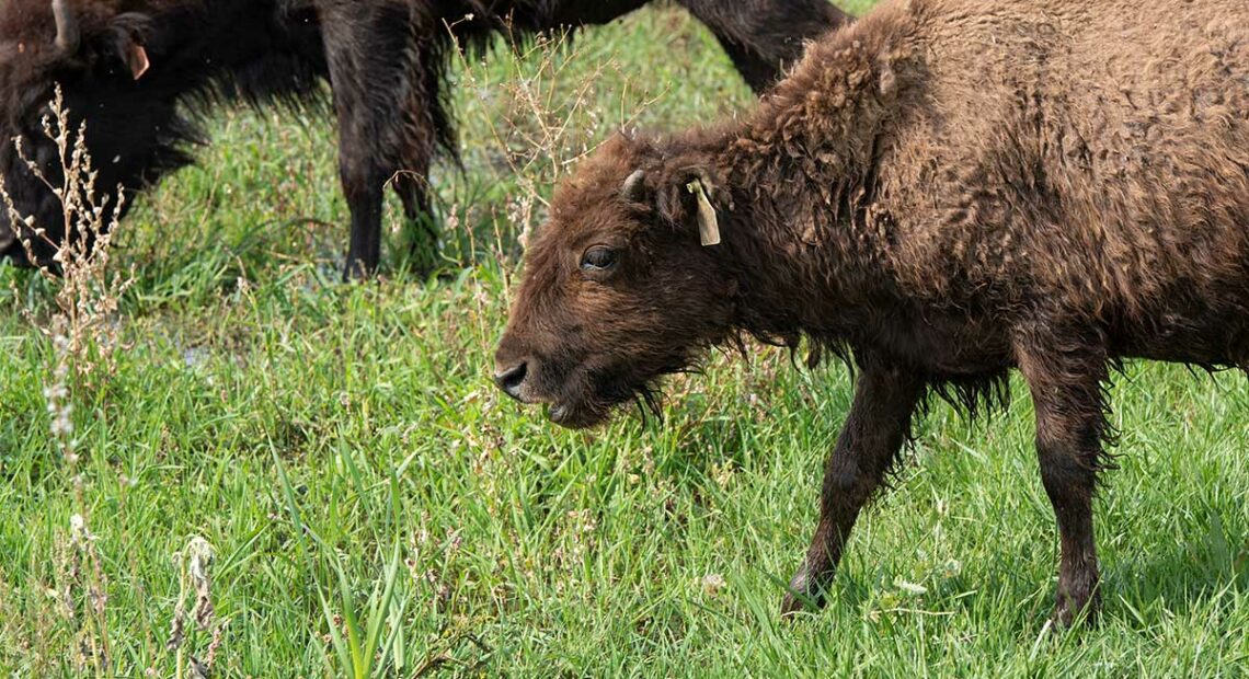 Baby Buffalo