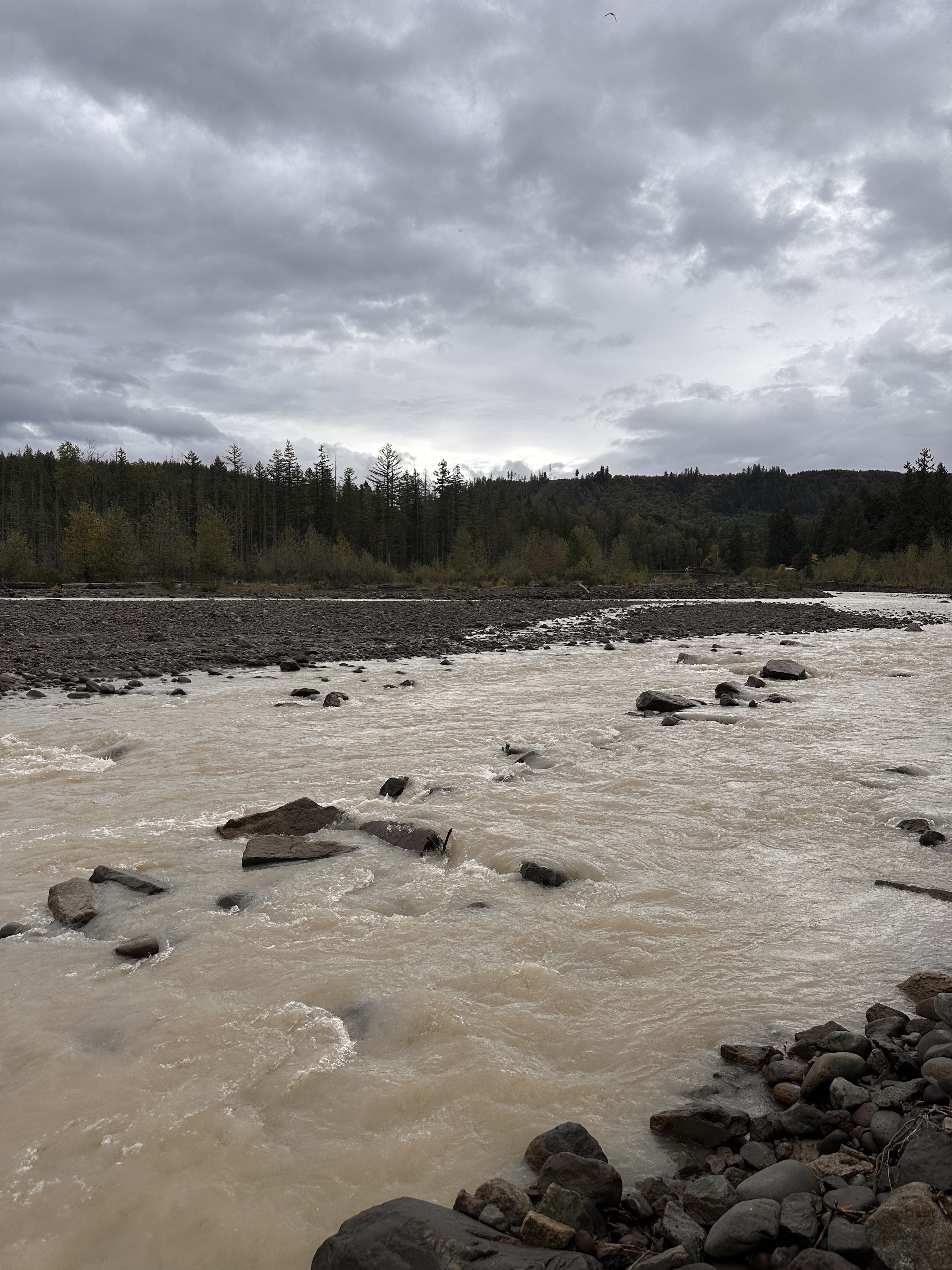 The river runs a shade of light brown as it carries glacial sediment on an October day. (Credit: Lauren Gallup / NWPB)