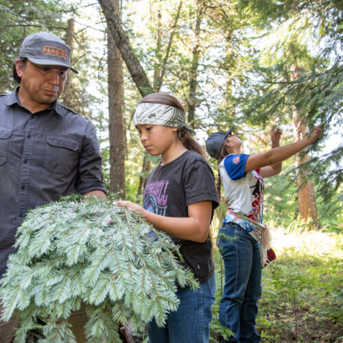 Jeremy, Stella and Manaia Wolf, members of the Confederated Tribes of the Umatilla Indian Reservation, collect fresh fir boughs in the Rainwater Wildlife Area near Dayton, Wash. The fir boughs will be used as cushioning in the family’s sweat lodge. (Credit: Annie Warren / NWPB)