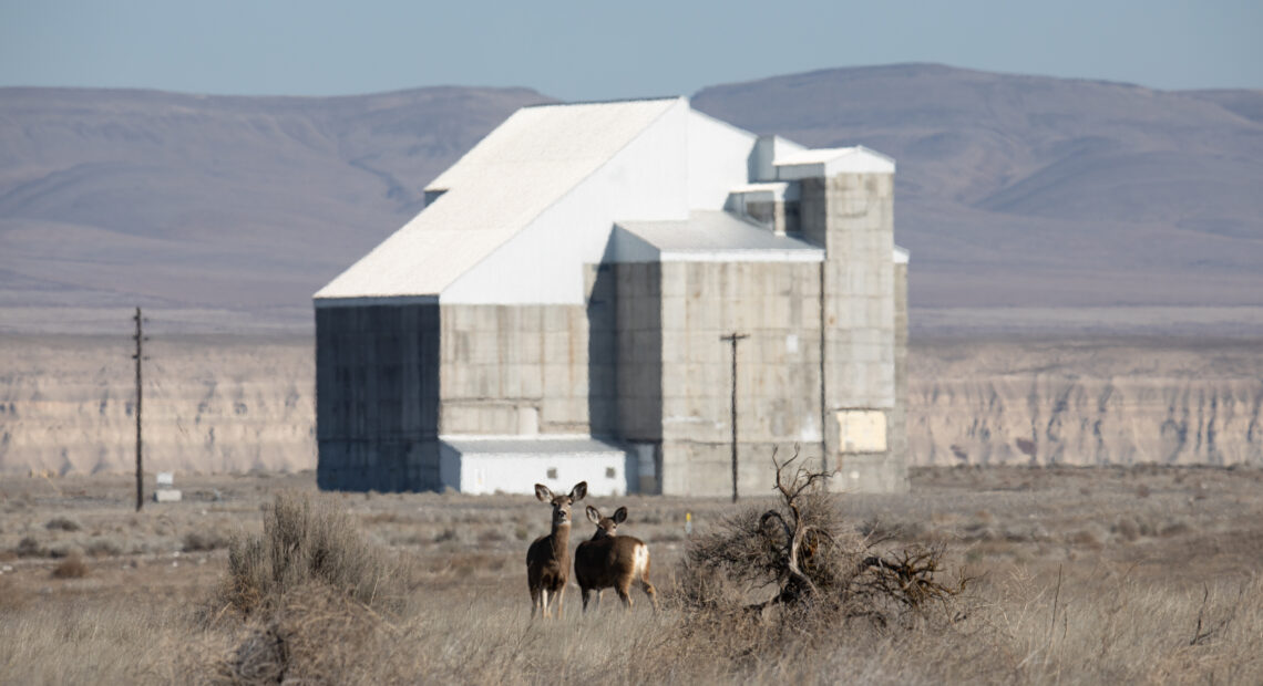 Two deer stand in front of the D Reactor at Hanford. (Courtesy of Washington State Department of Ecology)