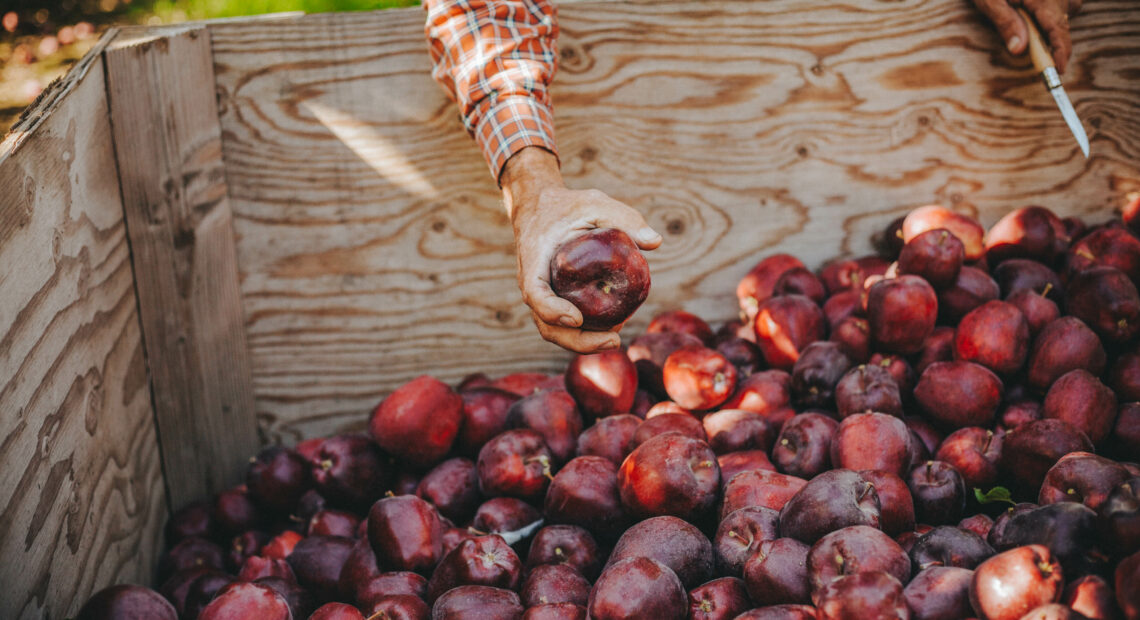 Freshly picked red delicious apples gather in a bin. Northwest red delicious and galas are again shipping to India after tariffs were lifted.