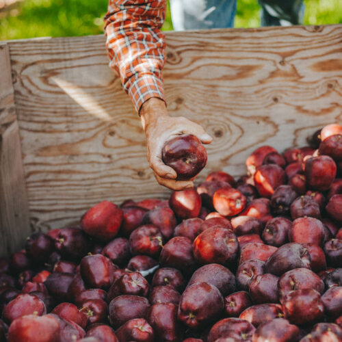 Freshly picked red delicious apples gather in a bin. Northwest red delicious and galas are again shipping to India after tariffs were lifted.