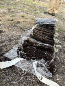 Sagebrush tubelings that the chapter bought and planted in Benton City, Wash. (Credit: Courtney Flatt, Northwest News Network)