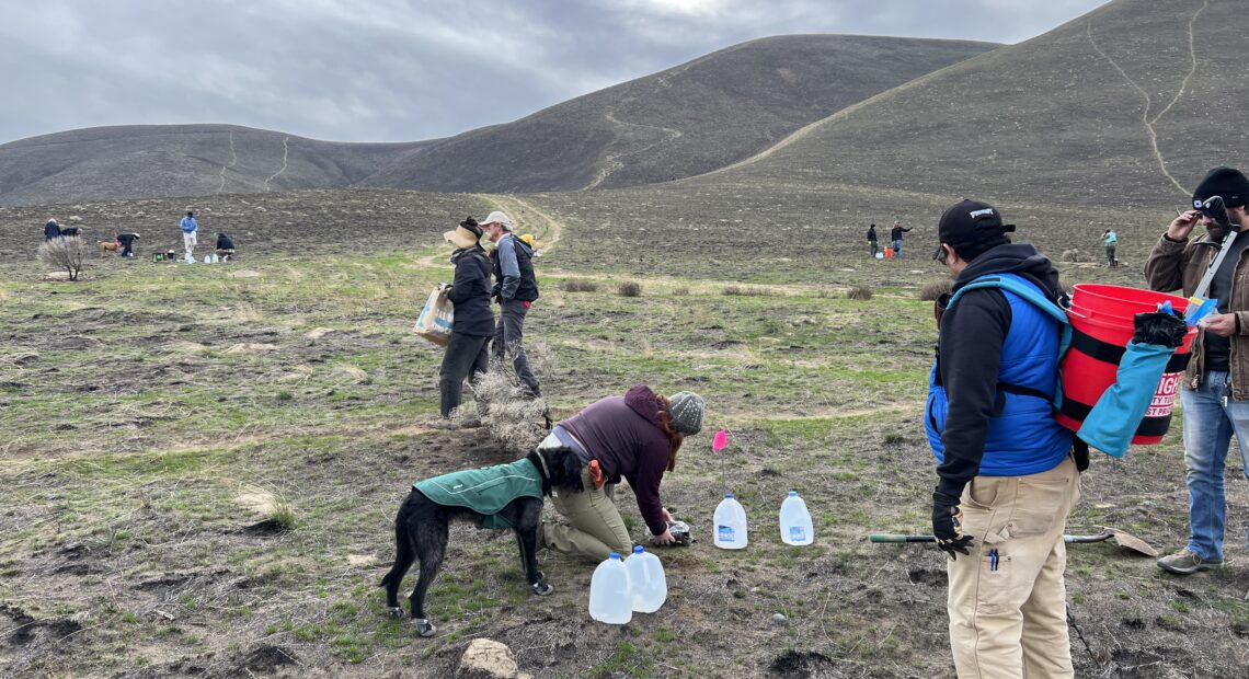 Volunteers with the Columbia Basin chapter of Washington's Native Plant Society met up at a local hiking hotspot in southeastern Washington on a cold November afternoon to replant sagebrush tubelings and scatter seeds on a small section of a burn scar. (Credit: Courtney Flatt / Northwest News Network)