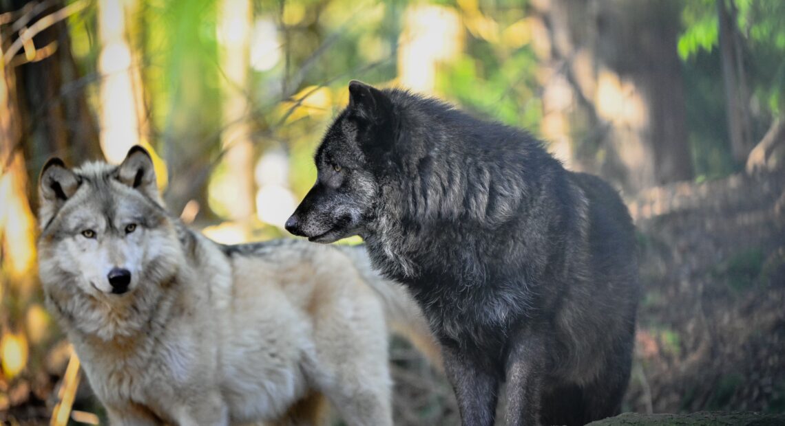 Two canids at the Predators of the Heart facility in Anacortes. The organization also goes by Because We Matter Exotic Animal Rescue. (Courtesy: Debbie Sodl / Because We Matter Exotic Animal Rescue)