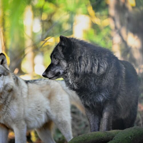 Two canids at the Predators of the Heart facility in Anacortes. The organization also goes by Because We Matter Exotic Animal Rescue. (Courtesy: Debbie Sodl / Because We Matter Exotic Animal Rescue)