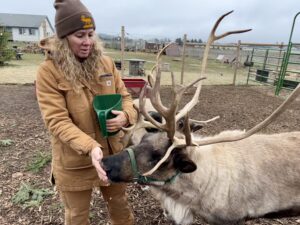 A woman in a tan jacket and pants holds a green scoop. Her hand is under a tan reindeer's snout. It is eating oats and barley from her hand. They're standing in a pen with brown dirt and wood chips.