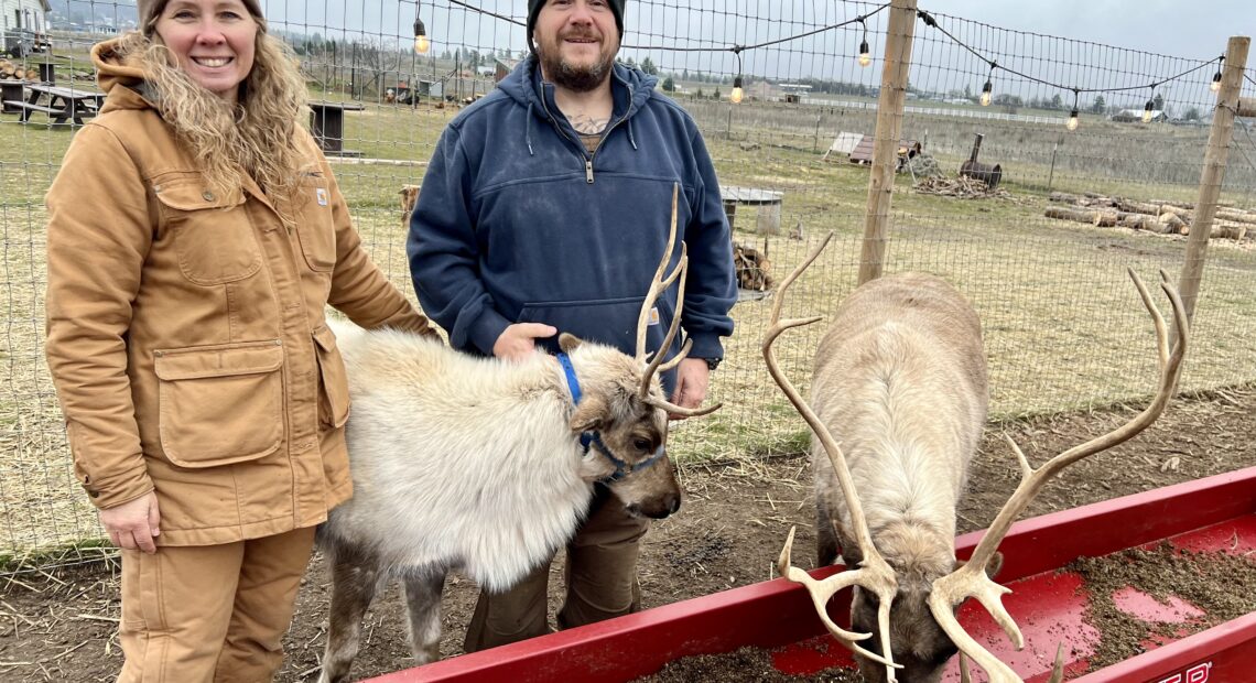 A woman in a tan jacket and pants and a man in a blue jacket and tan pants stand next to two tan reindeer. The reindeer are eating out of a red trough with brown food in it. Behind the couple is a wire fence with lights strung from the top. In the background are picnic tables.