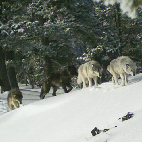 A photo from a game trail camera shows a pack of white, grey and black wolves walking across a snowy mountainside with evergreen trees behind them.